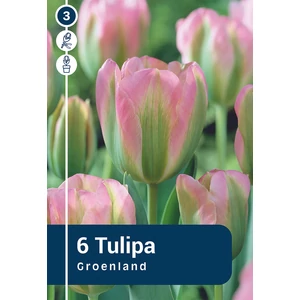 Tulipán Groenland - viridiflora