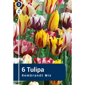 Tulipán 'Rembrandt Mix'