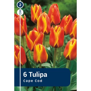 Tulipán Cape Cod - alacsony, korai