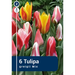 Tulipán Greigii Mix - alacsony színkeverék