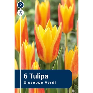 Tulipán Giuseppe Verdi - alacsony, korai