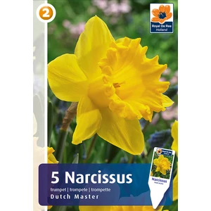 Nárcisz trumpet Dutch Master - HOSSZÚ VIRÁGZÁS