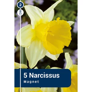 Nárcisz trumpet Magnet - HOSSZÚ VIRÁGZÁS