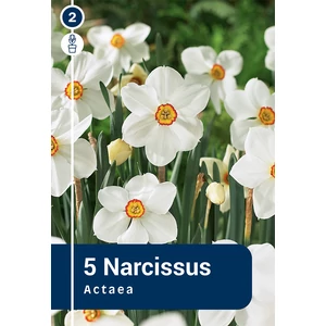 Nárcisz Actaea - KLASSZIKUS KÖLTŐ NÁRCISZ