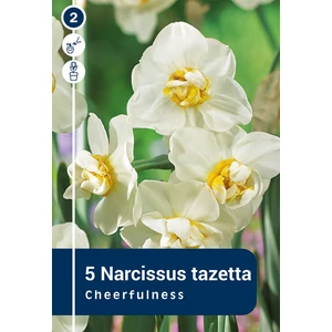 Nárcisz Cheerfulness - DUPLA, ILLATOS