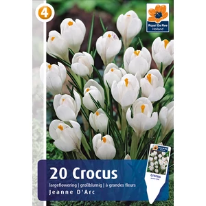 Krókusz Jeanne d'Arc - NAGYVIRÁGÚ