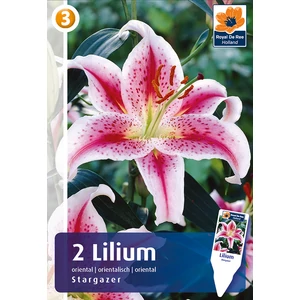 Liliom oriental Hybrid Stargazer - ILLATOS!