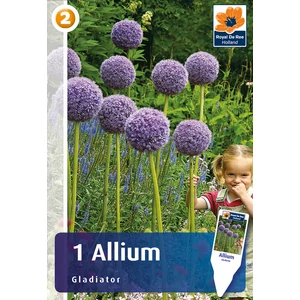 Díszhagyma Allium Gladiator - EXTRA ÓRIÁS MÉRETŰ!