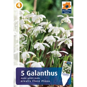 Dupla szirmú hóvirág - Galanthus double nivalis Flore Pleno