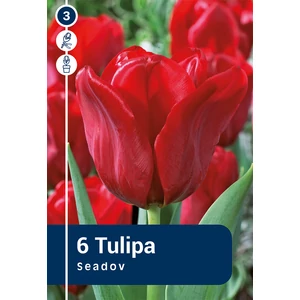 Tulipán Seadov - Triumph 