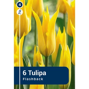 Tulip Flashback - liliomvirágú
