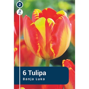 Tulipán Darwin Hybrid Banja Luka - hosszantartó virágzás