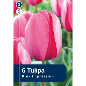Tulipán darwin Pink Impression - hossszantartó virágzás