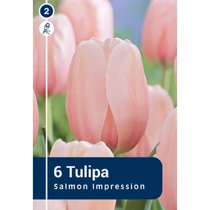 Tulipán Darwin Hybrid Salmon Impression - hosszantartó virágzás