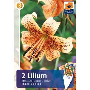 Liliom Tiger Babies - ILLATOS, 120cm magas