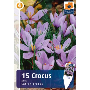 Sáfrány - Safran Crocus Sativus - ŐSSZEL VIRÁGZIK