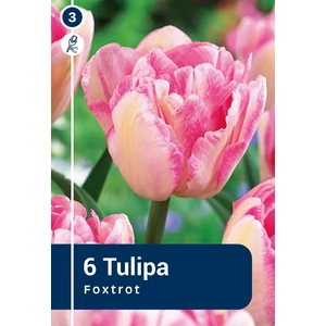 Tulipán Foxtrot - korai, dupla szirmú