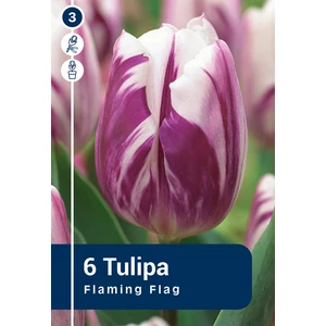 Tulipán Flaming Flag - Rembrandt