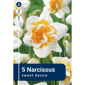 Nárcisz Sweet Desire - DUPLA SZIRMÚ