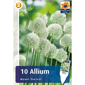 Óriás Díszhagyma - Allium Mount Everest