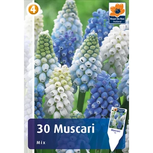 Fürtös gyöngyike - Muscari Mix 30db-os