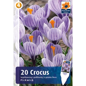 Krókusz Pickwick - NAGYVIRÁGÚ