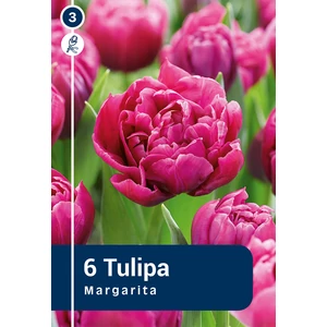 Tulipán Margarita - korai, dupla szirmú