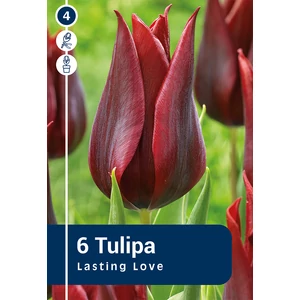 Tulipán Lasting Love - triumph