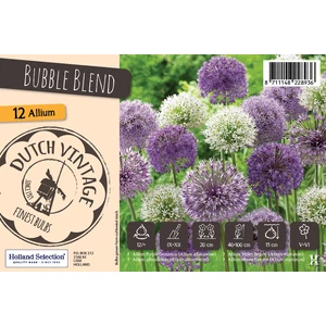 Dutch Vintage Bubble Blend - 12db EXTRA NAGY HAGYMA!