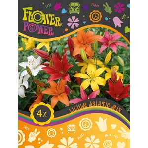 4db-os Liliom Ázsiai keverék(lilium asiatic mix) - De Ree