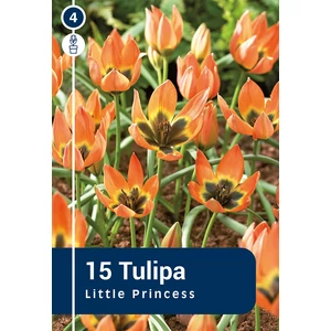 Tulipán 'Candy Prince' 