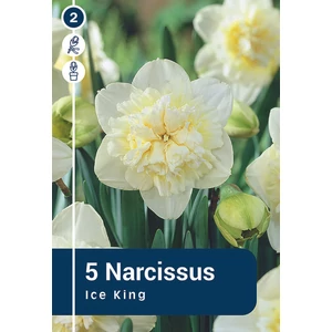 Nárcisz Ice King - DUPLA SZIRMÚ