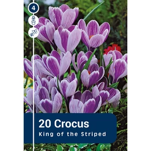 Crocus King of the Striped