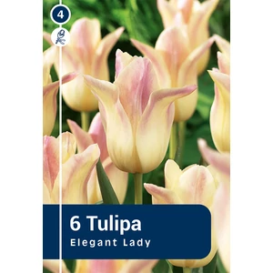 Tulipán Lilyflowering Elegant Lady - liliomvirágú