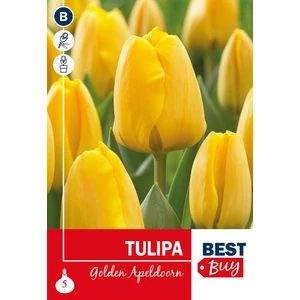 Tulipán Darwin Hybrid Golden Apeldoorn - BestBuy