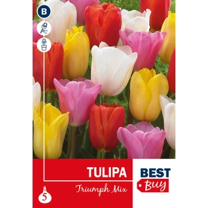 Tulipán Triumph Mix - BestBuy - alacsony fajta