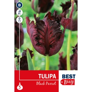 Tulipán Black Parrot - papagájvirágú - BestBuy