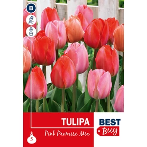 Tulipán Darwin hybrid Pink Promise mix BestBuy - RÓZSASZÍN ÁRNYALATAI