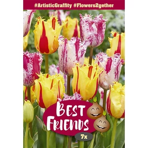 Best Friend Artistic Graffity - Festői tulipán válogatás