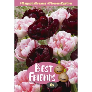 Best Friend Magnolia Dreams - Magnólia virágú tulipán válogatás