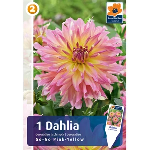 Dália gumó Go Go Pink-Yellow - De Ree (Alacsony bokros)