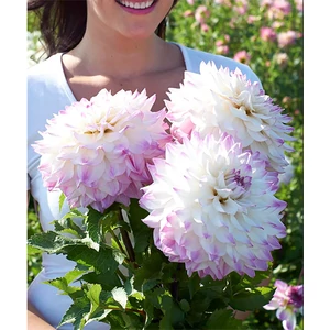 Óriásvirágú dália gumó Hapet Blue Eyes Dinnerplate - De Ree