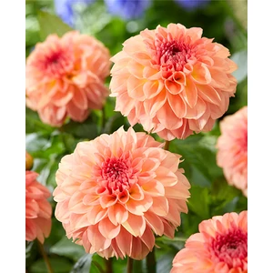 Labda dália gumó Decorativ Sebastian - De Ree