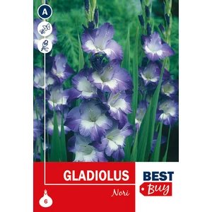 Gladiolus Largeflowering Nori
