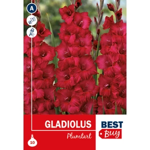 Kardvirág hagyma Plumtart - De Ree