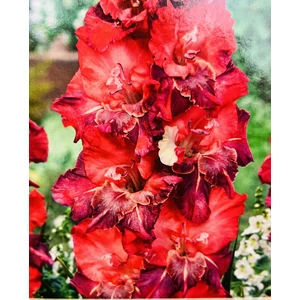 Papagájvirágú Parrot Doubna kardvirág hagyma - De Ree