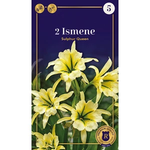  Perui nárcisz (Ismene Sulphur Queen) - De Ree Supreme