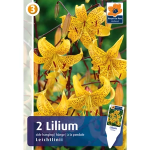 Tiger Side-Handing Leichtlinii tigrisliliom virághagyma - De Ree