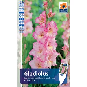 Nagyvirágú kardvirág Priscilla - De Ree