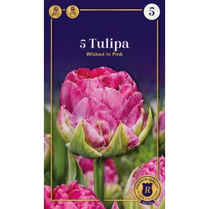 Tulip Double early Wicked in Pink Supreme